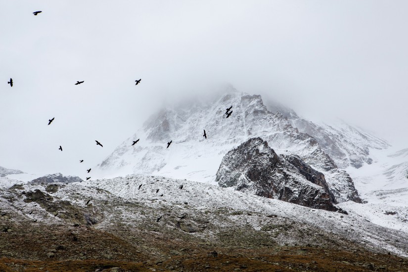 birds-cold-fog-4037-825x550