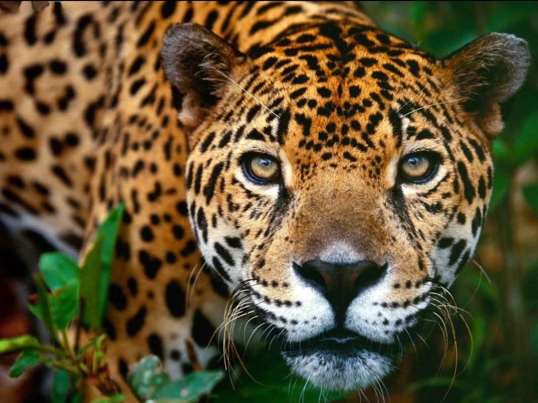 Población jaguar aumenta su crecimiento