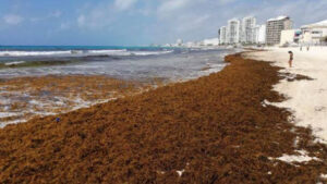 Alerta por sargazo en Cancún