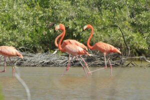 Flamencos