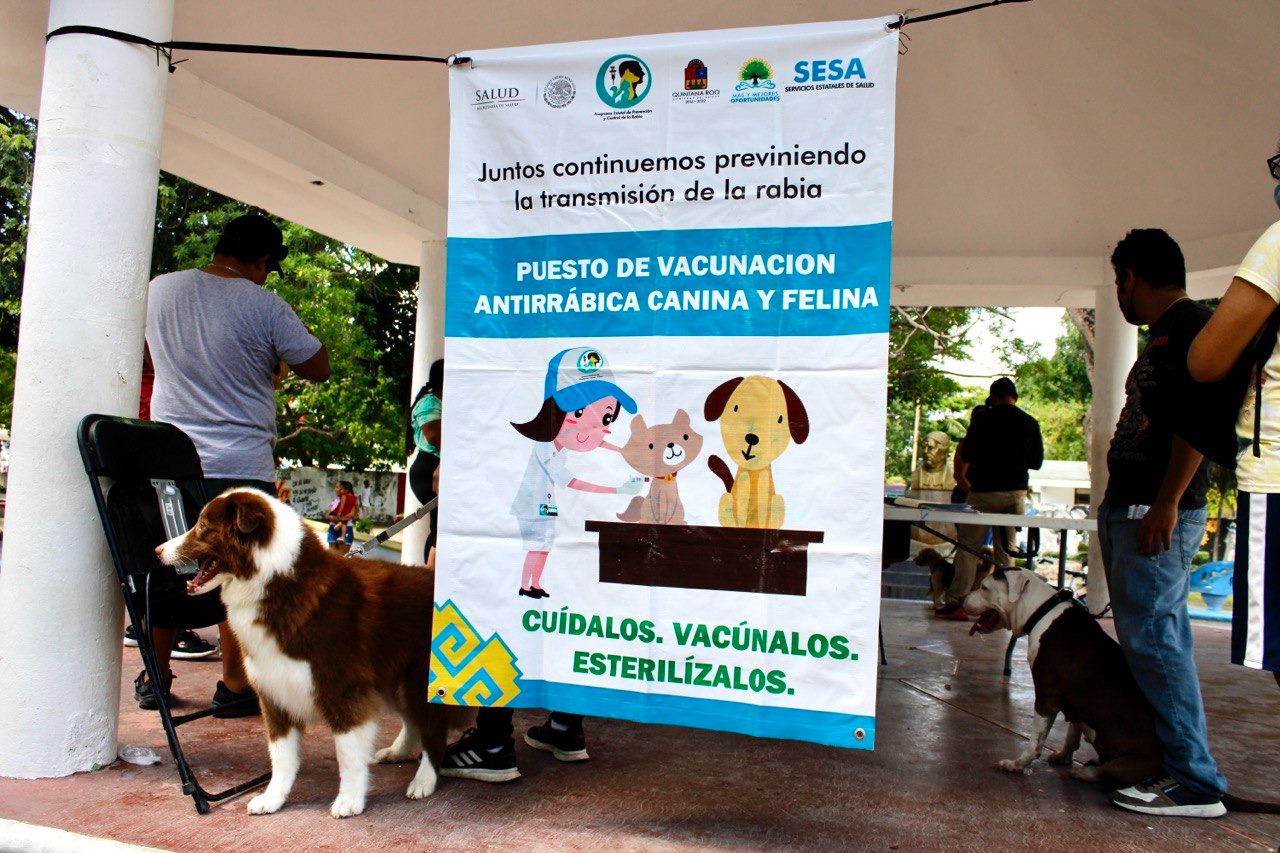 Gobierno de Puerto Morelos impulsa el bienestar animal