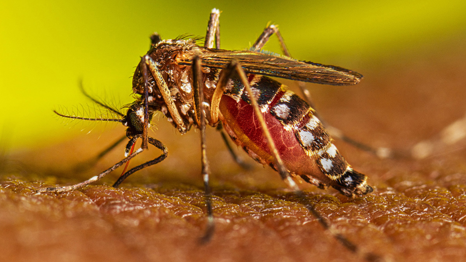 Quintana Roo entre los tres primeros lugares con aumento de casos de dengue