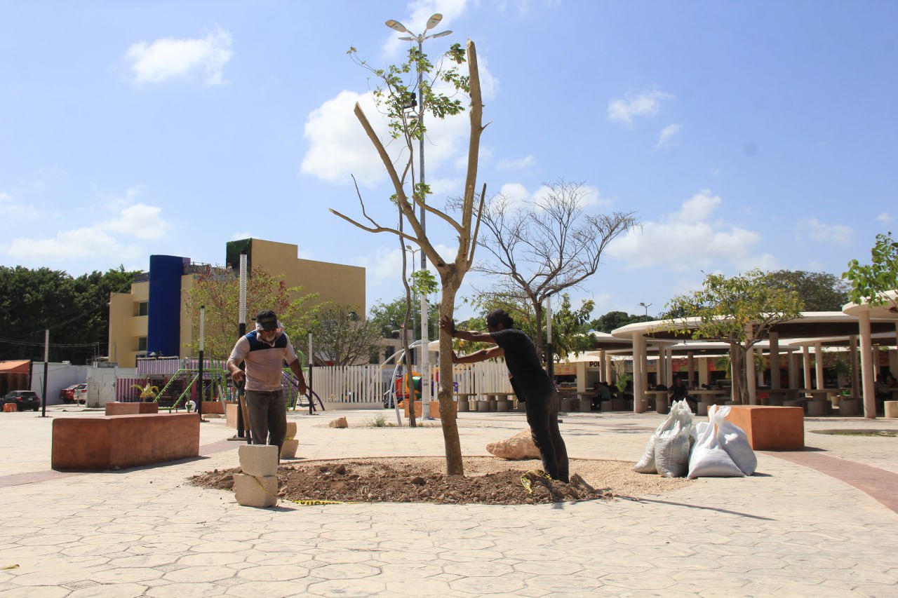 Reforestan el Parque de las Palapas para impulsar la educación ambiental en Cancún