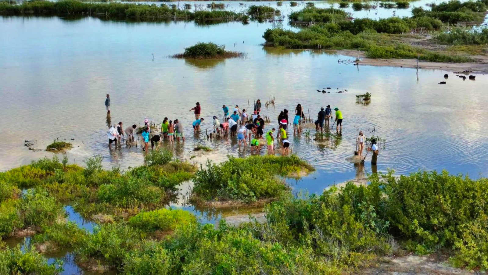 Cozumel Celebra el día internacional de conservación del ecosistema de manglares