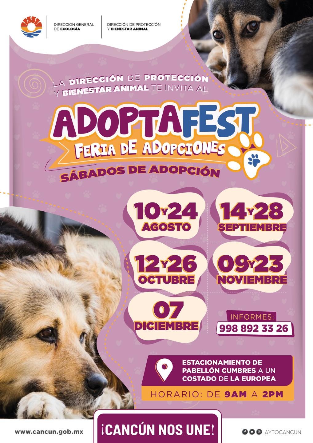 Adoptafest’ en Cancún: Dale un hogar a un perro o gato