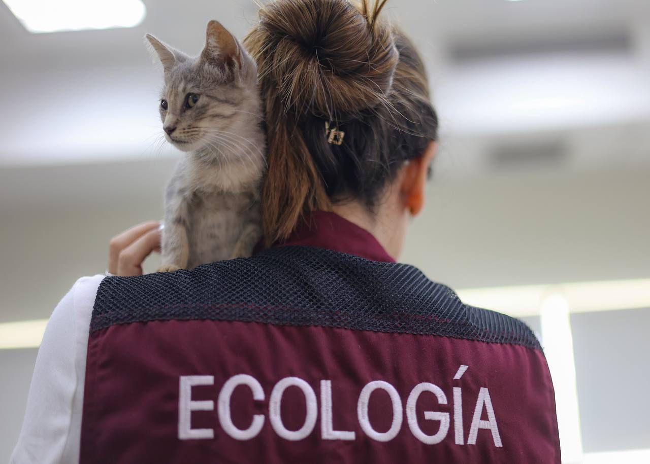 Habrá campaña gratuita de esterilización en Cancún